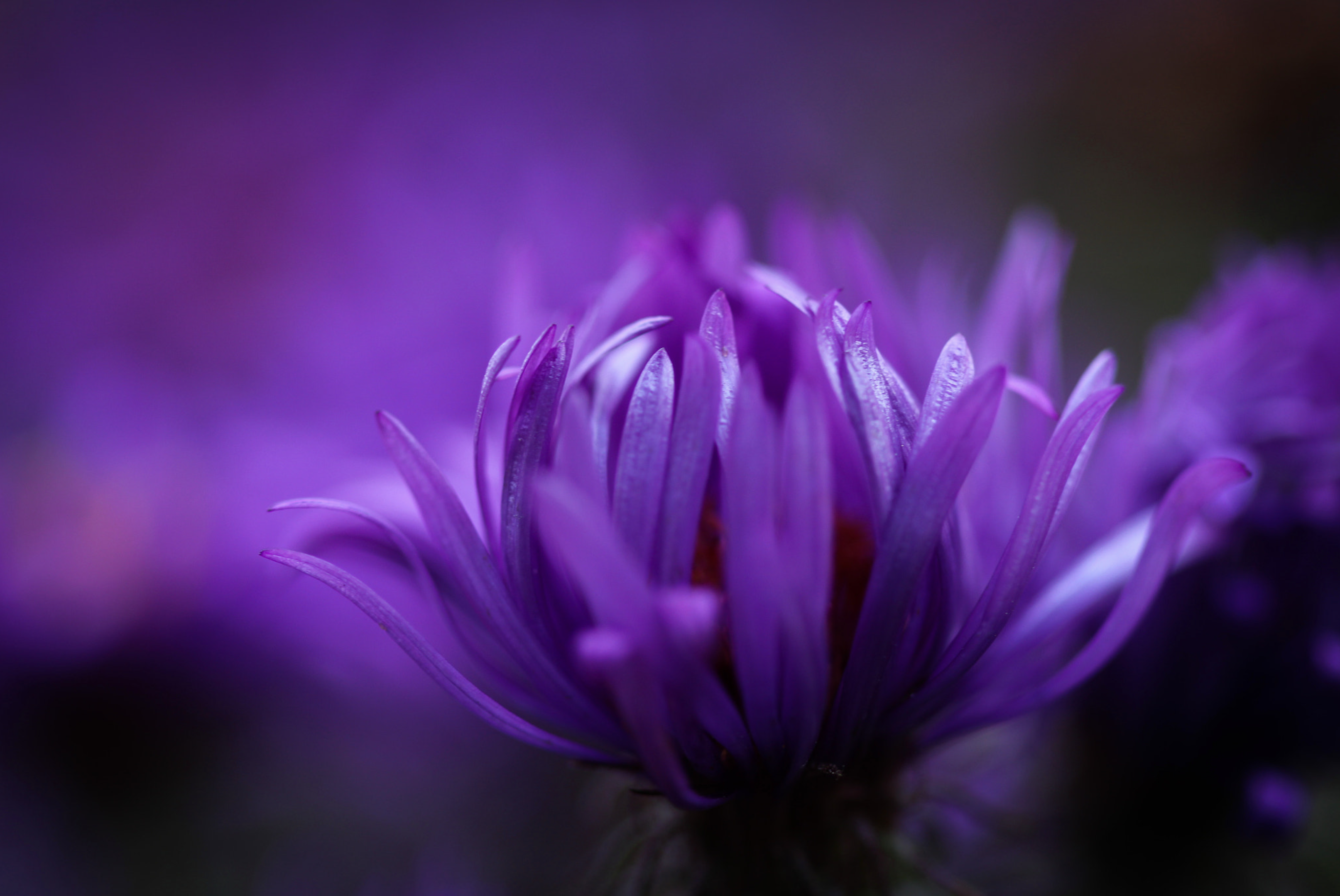 Purple dream